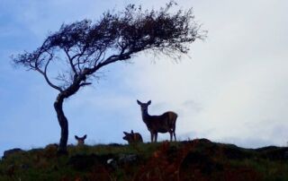 Faith in Nature - deer