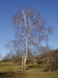 Betula-pendula-in-winter